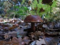 mushroom bolet in a forest Royalty Free Stock Photo