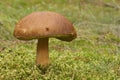 Mushroom, Bolete, Boletus hare (Boletus subtomentosus)