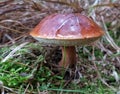 Mushroom Bolete With Brown Shiny Cap In Grass And Moss