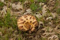 Mushroom Boletus aestivalis in Soil Royalty Free Stock Photo