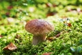 Mushroom boletus or cep in the autumn forest moss