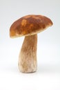 Mushroom boletus edulis