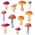 Mushroom Boletus edulis, Leccinum aurantiacum, Leccinum scabrum, Cantharellus cibarius, hand drawn watercolor illustration