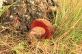 Mushroom boletus erythropus
