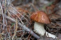 Mushroom boletus in the forest among the needles and branches close-up. Leccinum