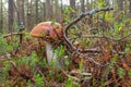 Mushroom boletus growing in the forest. the plants and fungi of the forest Royalty Free Stock Photo