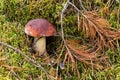 Mushroom boletus growing in the forest. the plants and fungi of the forest Royalty Free Stock Photo