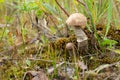 Mushroom boletus growing in the forest. the plants and fungi of the forest Royalty Free Stock Photo