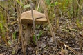 Mushroom boletus growing in the forest. the plants and fungi of the forest Royalty Free Stock Photo