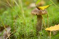 Mushroom boletus growing in the forest. the plants and fungi of the forest Royalty Free Stock Photo