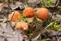 Mushroom boletus growing in the forest. the plants and fungi of the forest Royalty Free Stock Photo