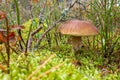 Mushroom boletus growing in the forest. the plants and fungi of the forest Royalty Free Stock Photo