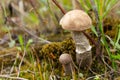 Mushroom boletus growing in the forest. the plants and fungi of the forest Royalty Free Stock Photo