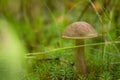 Mushroom boletus growing in the forest. the plants and fungi of the forest Royalty Free Stock Photo