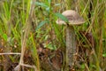 Mushroom boletus growing in the forest. the plants and fungi of the forest Royalty Free Stock Photo