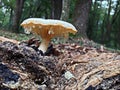 Fuzzy White Mushroom