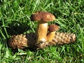 Mushroom boletus growing from a pine cone in gras Royalty Free Stock Photo