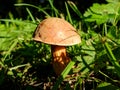 Mushroom Boletus growing.