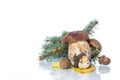 Mushroom Boletus isolated on White Background Royalty Free Stock Photo