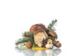 Mushroom Boletus isolated on White Background Royalty Free Stock Photo