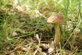 Mushroom boletus