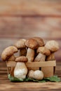 Mushroom Boletus over Wooden Background. Autumn Cep Mushrooms. Ceps Boletus edulis over Wooden Background, close up on wood rustic Royalty Free Stock Photo