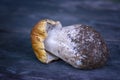 Mushroom Boletus over Wooden Background. Autumn Cep Mushrooms. Mushrooms Picking Royalty Free Stock Photo