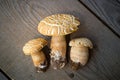 Mushroom Boletus over Wooden Background. Royalty Free Stock Photo