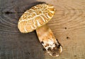 Mushroom Boletus over Wooden Background. Royalty Free Stock Photo