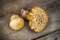 Mushroom Boletus over Wooden Background. Royalty Free Stock Photo