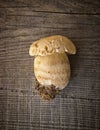 Mushroom Boletus over Wooden Background Royalty Free Stock Photo