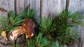 Mushroom Boletus over Wooden Background. Boletus edulis over Wooden Background, close up on wood rustic table Royalty Free Stock Photo