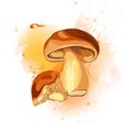 Mushroom Boletus. VECTOR illustration on brown paint splash.