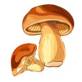 Mushroom Boletus. VECTOR illustration.