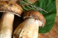 Mushroom boletus on wooden background. Closeup