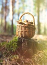 Mushroom Boletus in wooden wicker basket on stump. Autumn cep mushrooms harvested in forest.