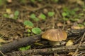 Mushroom Borovik in the forest glade