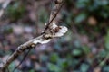 A mushroom on a branch.