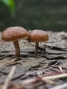 Mushroom brothers.