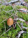 Mushroom with a brown cap