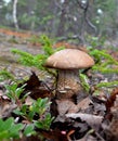 Mushroom brown cap boletus (lat. Leccinum) grown among fir elfin wood