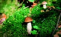 A mushroom in the sunlight in thick green moss with clover leaves Royalty Free Stock Photo