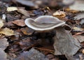 Mushroom in brown fall leafs Royalty Free Stock Photo