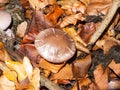Mushroom brown forest floor cap fungi autumn dead leaves Royalty Free Stock Photo