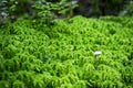 Mushroom with a brown hat on green moss in the wild forest. The mushroom grows in a green forest. Mushroom closeup. Mushrooms in