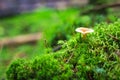 Mushroom with a brown hat on green moss in the wild forest. The mushroom grows in a green forest. Mushroom closeup. Mushrooms in