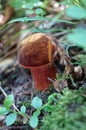 Mushroom with a brown hat and stalk Royalty Free Stock Photo