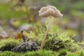 Mushroom called Mycena rosea