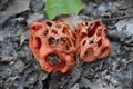 Mushroom called Red Cage (Clathrus ruber).