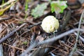 Mushroom called scleroderma bovista in the forest Royalty Free Stock Photo